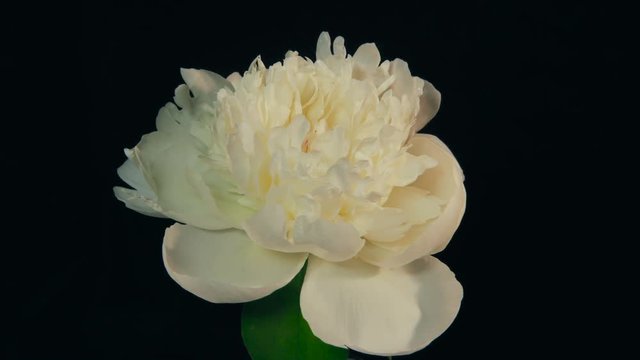 White Peony Flowering Timelapse 4k