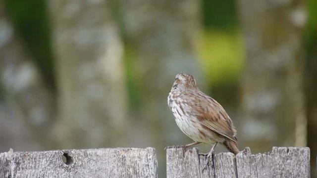 song sparrow call