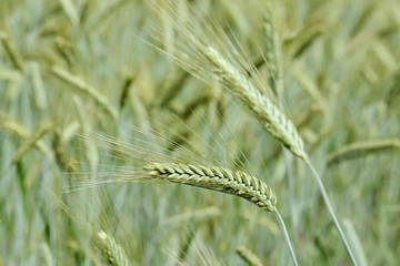 Ears of wheat in the field