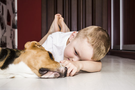 boy plays with a beagle dog