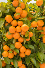 Orange crop/Photo of ripe oranges hanging on a tree