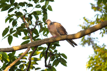 Eurasian Collared Dove on a tree branch 