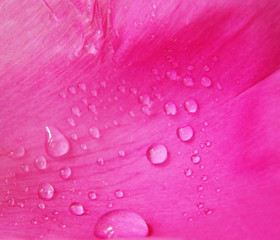 Closeup of pink peony flower and drops of water