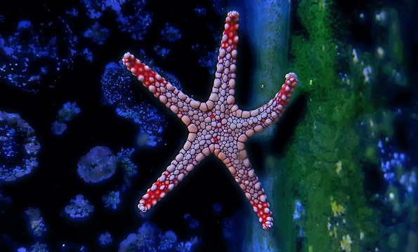 Elegance red starfish