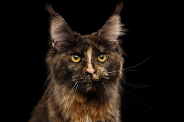 Fototapeta na wymiar Closeup Portrait of Maine Coon Cat Gaze Looks Isolated on Black Background, Front view