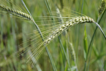 Ears of wheat in the field