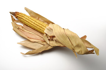 Mature maize ear