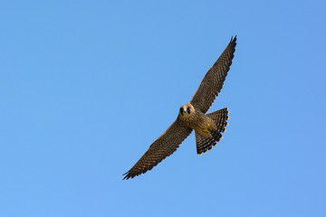 falcone pellegrino (Falco peregrinus) - giovane in volo