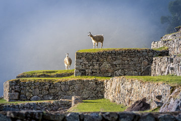 Llamas on Machu Picchu Terraces - Peru