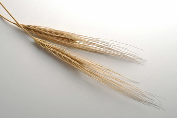 Two mature Ears of rye