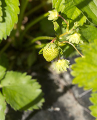 Raw strawberries in the sunshine. They are growing up to be picked soon.