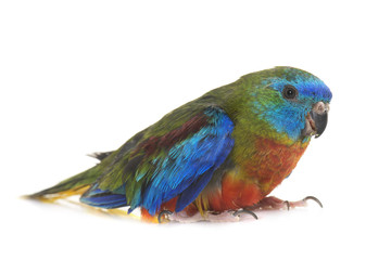 Turquoise parrot in studio