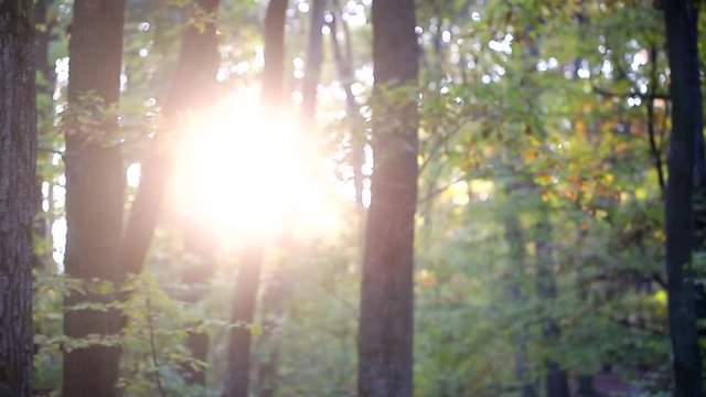 Focusing on a sun light through the tall trees
