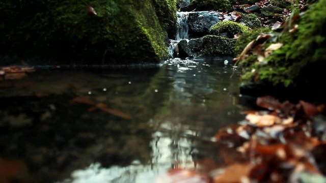 Quiet backwater in the dark backwood