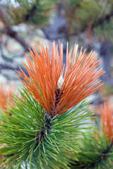 Branch of a Pine with red edge in the forest