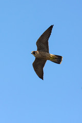 falcone pellegrino (Falco peregrinus) - giovane in volo