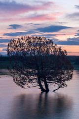 Couple of trees in the Lake of Sevan