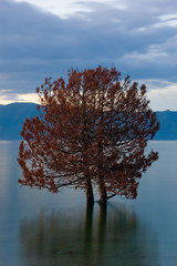 Couple of trees standing in the lake