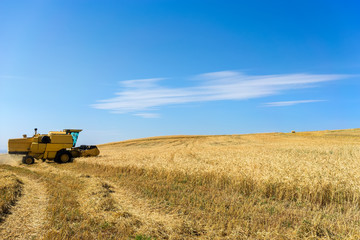combine harvester on a wheat field with a blue sky