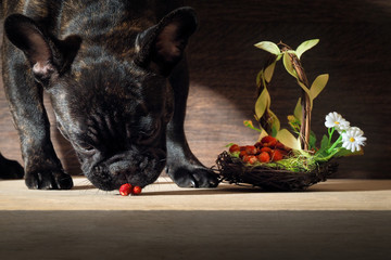 Most dog eats wild strawberry