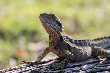 Naklejka premium eastern water dragon (physignathus lesueurii) from Queensland, australia
