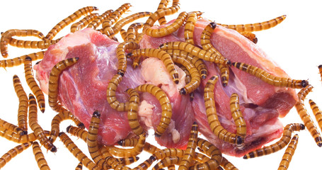 Wormy spoiled beef steak, ugly unhealthy food concept