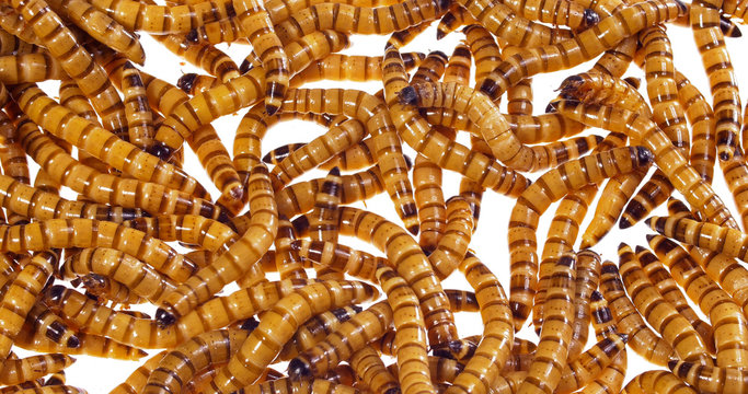 Zophobas morio (worms) close up