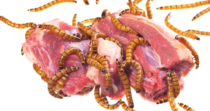 Wormy spoiled beef steak, ugly unhealthy food concept