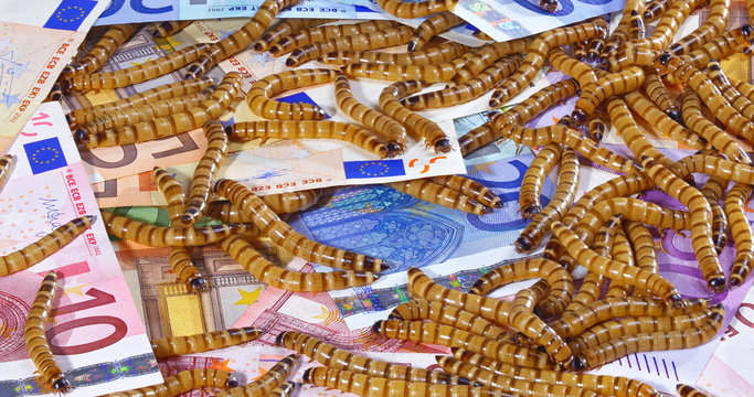 Big ugly worms crawling over euro banknotes background