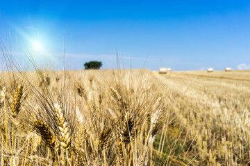 wheat field at harvesting