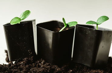 Young sprout in springtime,Closeup.