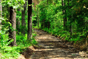 Droga prowadzi przez zielony las 