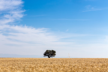 wheat field and tree