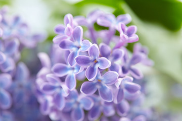 nice lilac