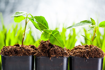 green sprouts have sprouted in the ground