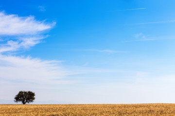 Obraz premium wheat field and tree