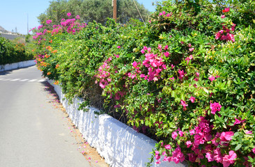 Bushes with pink flowers.