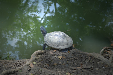 Obraz premium Turtle, Class Reptilia, Central of Thailand