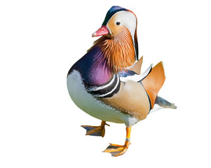 duck on a white background