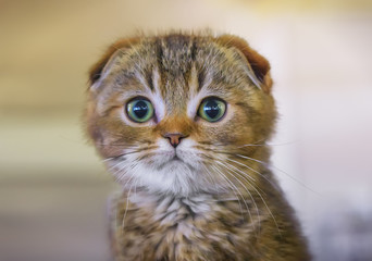 Scottish Fold.
