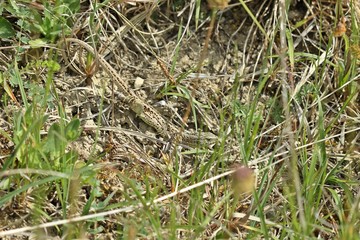 Weibliche Zauneidechse (Lacerta agilis)