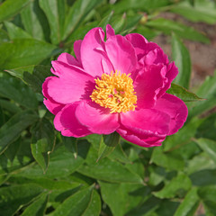 Pfingstrose, Paeonia