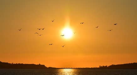 Fototapeta na wymiar Seagulls flying at sunset, silhouette.