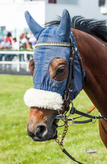 Race horse in the parade ring with a blue mask