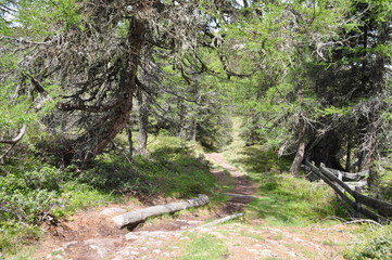 Wanderweg durch Wald