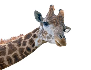 Papier peint photo autocollant rond Girafe Visage de tête de girafe