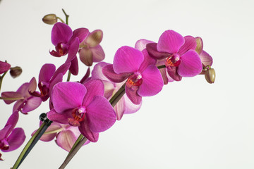 Bright purple, pink orchid on a white background