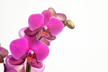 Bright purple, pink orchid on a white background.