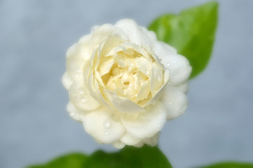 Jasmine flower, Jasminum sambac, Family Oleaceae, Central of Thailand