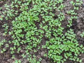 Lettuce seedlings in vegetable garden